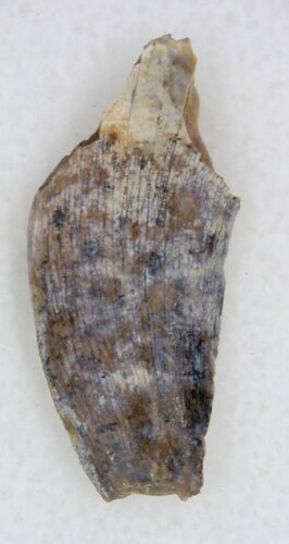 Undescribed Tyrannosaur Tooth Fragment - Texas #33227